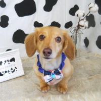 【山手店】2020年1月8日のワンちゃん達♪