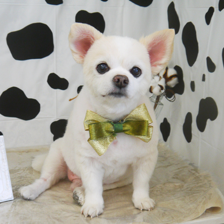 【山手店】2021年1月9日のワンちゃん達♪