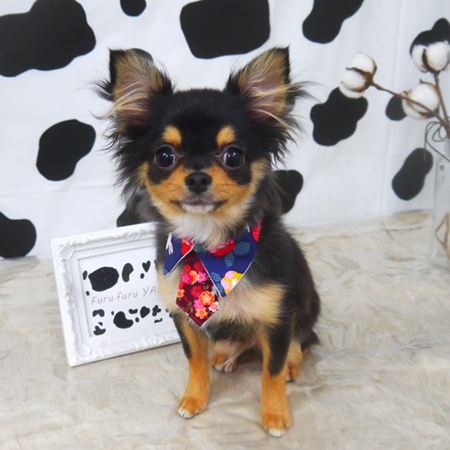 【山手店】2021年1月10日のワンちゃん達♪