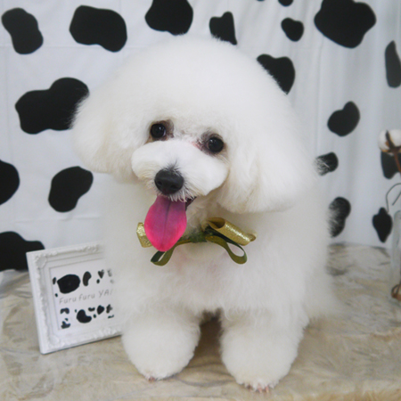 【山手店】2021年1月11日のワンちゃん達♪