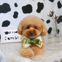 【山手店】2021年1月14日のワンちゃん達♪