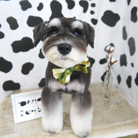 【山手店】2021年1月15日のワンちゃん達♪