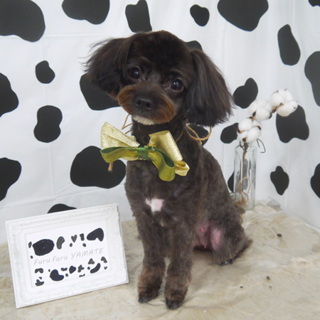 【山手店】2021年1月16日のワンちゃん達♪