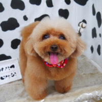 【山手店】2021年1月17日のワンちゃん達♪