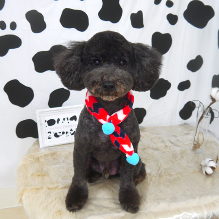 【山手店】2021年1月21日のワンちゃん達♪