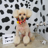 【山手店】2021年1月22日のワンちゃん達♪