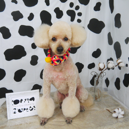 【山手店】2021年1月22日のワンちゃん達♪