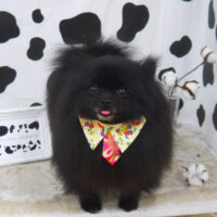 【山手店】2021年1月23日のワンちゃん達♪