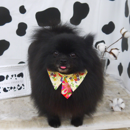 【山手店】2021年1月23日のワンちゃん達♪