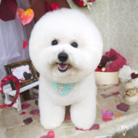 【山手店】2021年1月24日のワンちゃん達♪