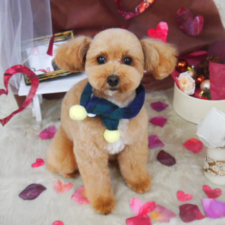 【山手店】2021年1月25日のワンちゃん達♪