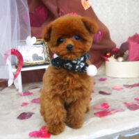 【山手店】2021年1月27日のワンちゃん達♪