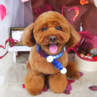 【山手店】2021年1月28日のワンちゃん達♪