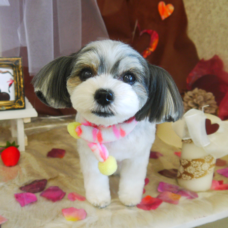 【山手店】2021年1月31日のワンちゃん達♪