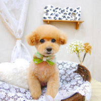 【池下店】2020年1月7日のワンちゃん達♪