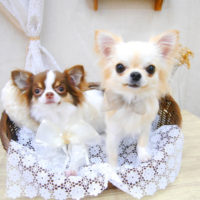 【池下店】2020年1月8日のワンちゃん達♪