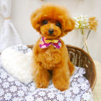 【池下店】2020年1月9日のワンちゃん達♪