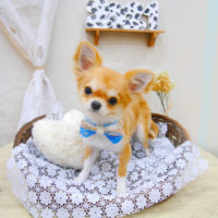 【池下店】2020年1月11日のワンちゃん達♪