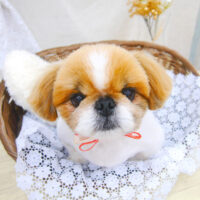 【池下店】2021年1月14日のワンちゃん達♪