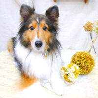 【池下店】2021年1月15日のワンちゃん達♪