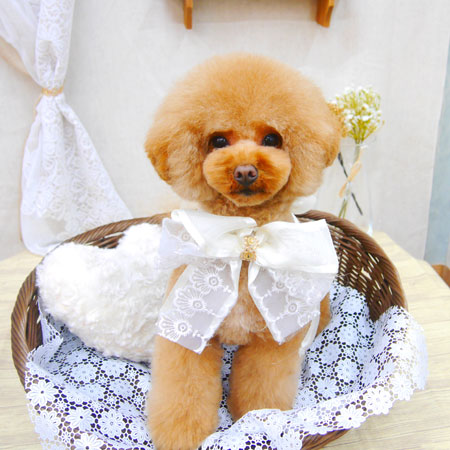 【池下店】2021年1月16日のワンちゃん達♪