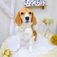 【池下店】2021年1月18日のワンちゃん達♪