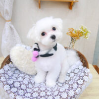 【池下店】2021年1月22日のワンちゃん達♪