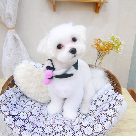 【池下店】2021年1月22日のワンちゃん達♪