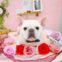 【池下店】2021年1月25日のワンちゃん達♪