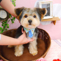 【池下店】2021年1月28日のワンちゃん達♪