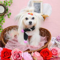 【池下店】2021年1月29日のワンちゃん達♪