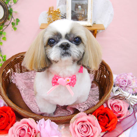 【池下店】2021年1月30日のワンちゃん達♪