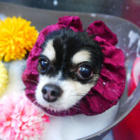 【本店】2021年2月4日のワンちゃん達♪