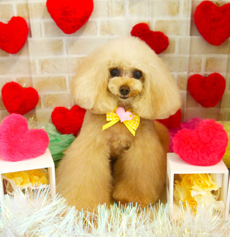 【本店】2021年02月06日のワンちゃん達♪