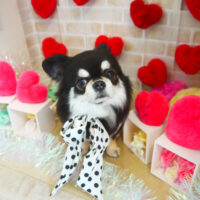 【本店】2021年2月7日のワンちゃん達♪