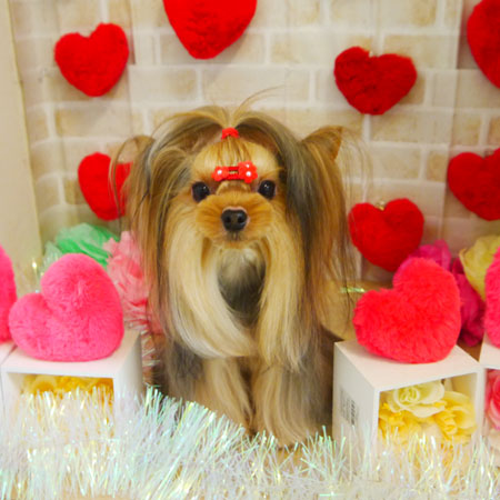 【本店】2021年2月8日のワンちゃん達♪