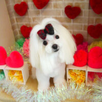 【本店】2021年2月11日のワンちゃん達♪