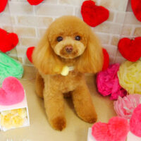 【本店】2021年2月12日のワンちゃん達♪