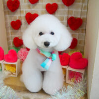 【本店】2021年2月13日のワンちゃん達♪