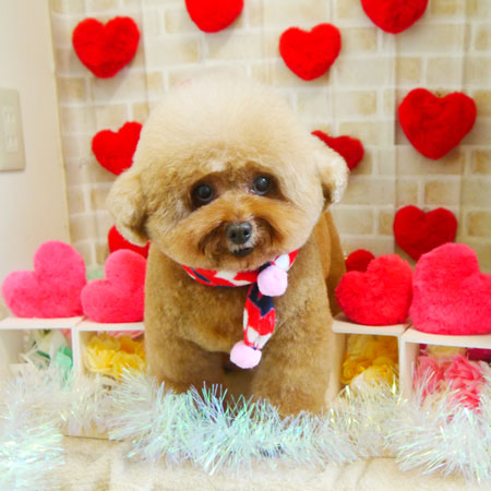 【本店】2021年2月14日のワンちゃん達♪