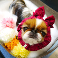 【本店】2021年2月15日のワンちゃん達♪