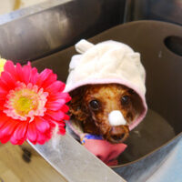 【本店】2021年2月18日のワンちゃん達♪