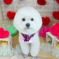 【本店】2021年2月19日のワンちゃん達♪