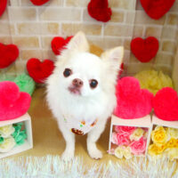 【本店】2021年2月20日のワンちゃん達♪