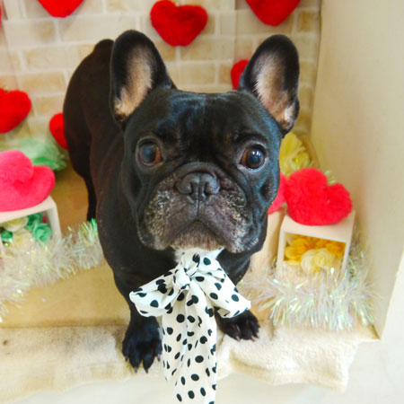 【本店】2021年2月21日のワンちゃん達♪