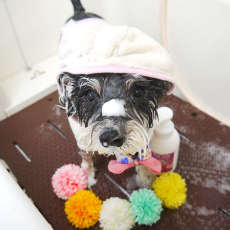 【本店】2021年2月22日のワンちゃん達♪