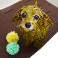 【本店】2021年2月24日のワンちゃん達♪