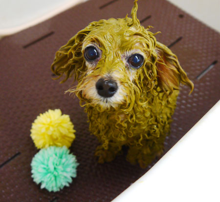 【本店】2021年2月24日のワンちゃん達♪