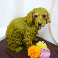 【本店】2021年2月25日のワンちゃん達♪