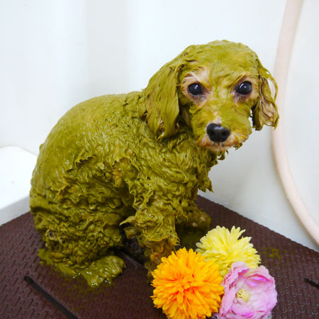 【本店】2021年2月25日のワンちゃん達♪